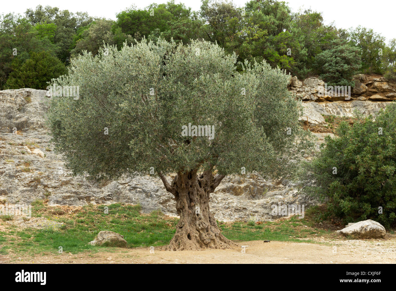 Old Olive Tree Stock Photo