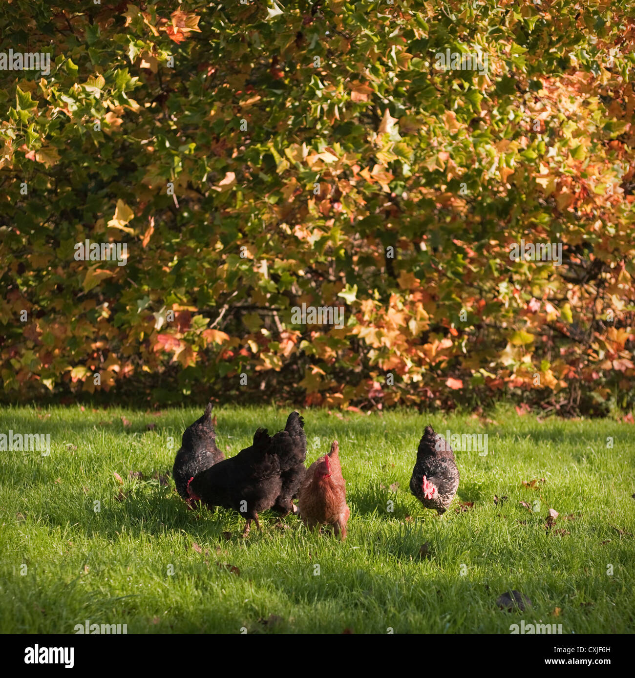 Free range chickens feeding in an orchard against the backdrop of Liriodendron tulipifera (Tulip Tree) in full autumnal colours. Stock Photo