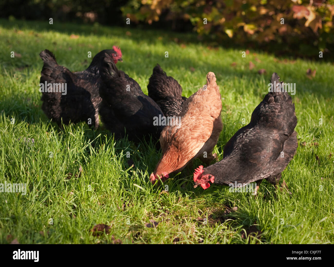 Free range Black Australorp chickens and a Buff Orpington feeding in an orchard against the autumnal colours of a Tulip Tree. Stock Photo