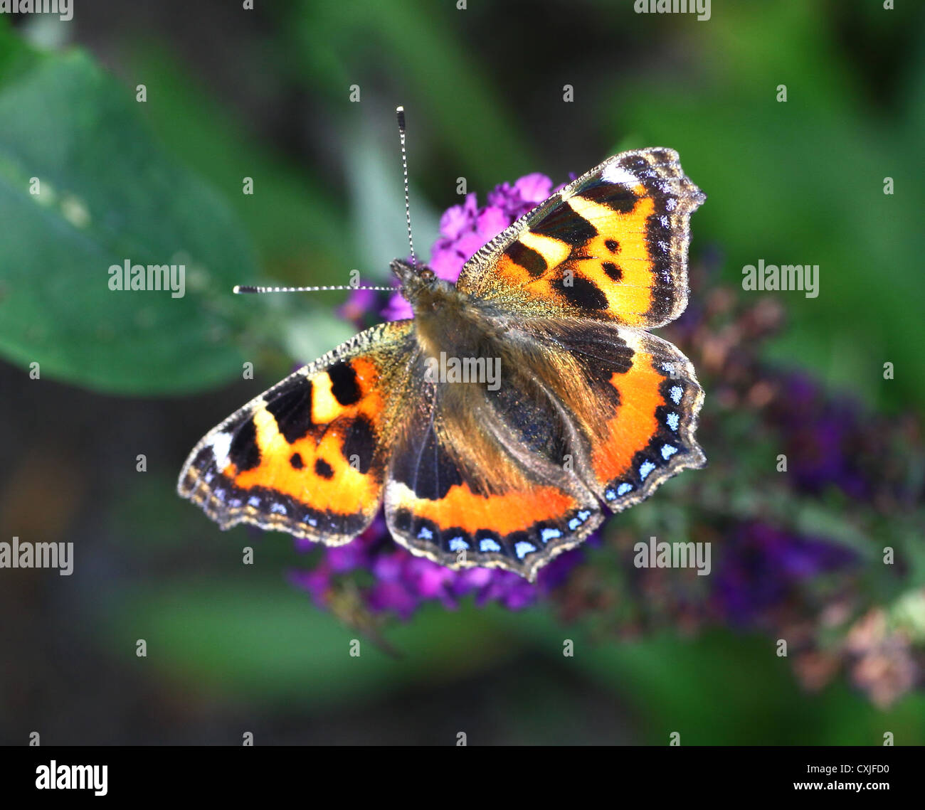 Small Tortoiseshell (Nymphalis urticae) butterfly on a Buddleja davidii (Buddleia davidii) Stock Photo