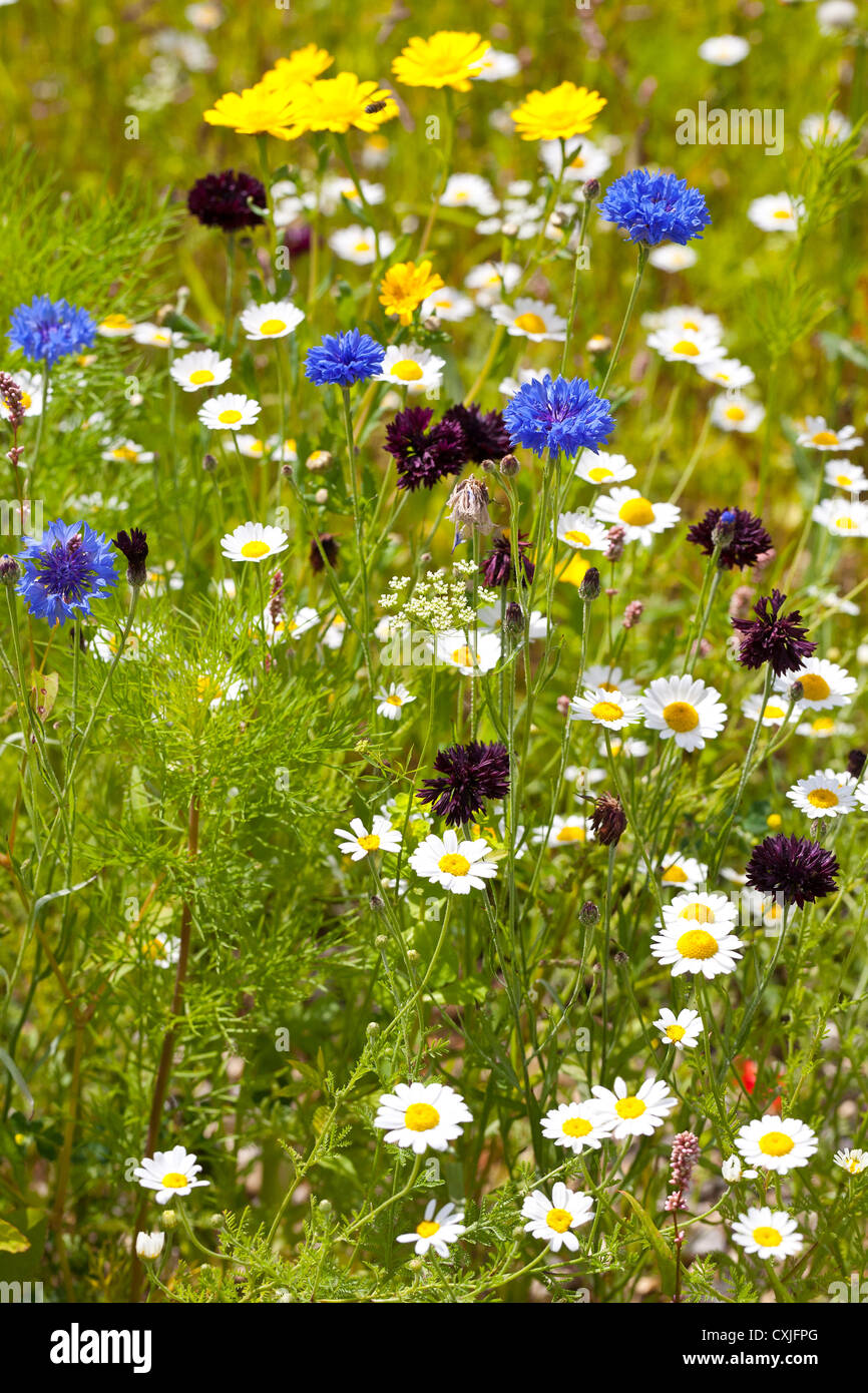Wild Flower Mix Cornflower Daisey Stock Photo