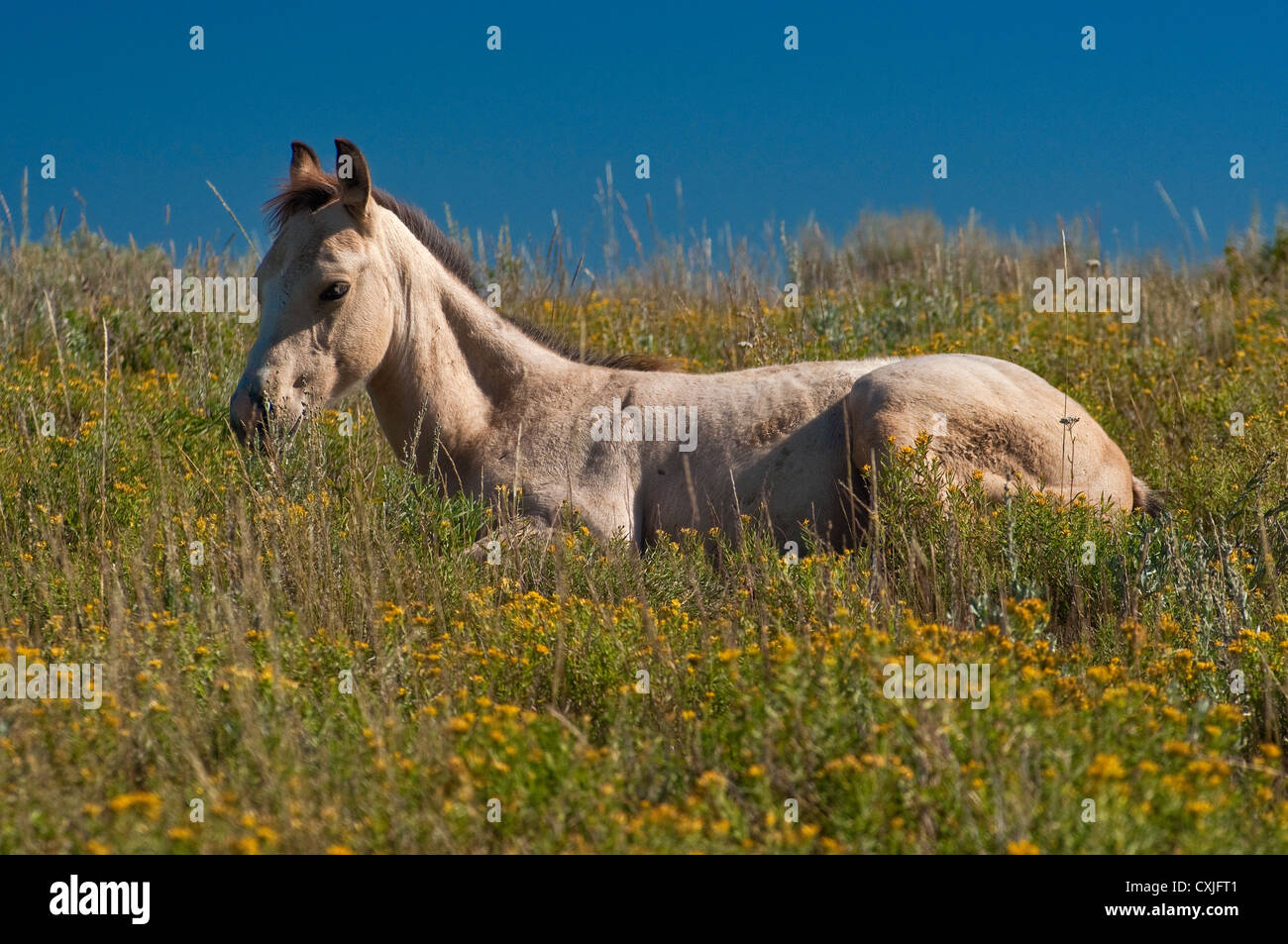Colt lying on meadow near Skyline Drive at Wasatch Plateau, Utah, USA Stock Photo