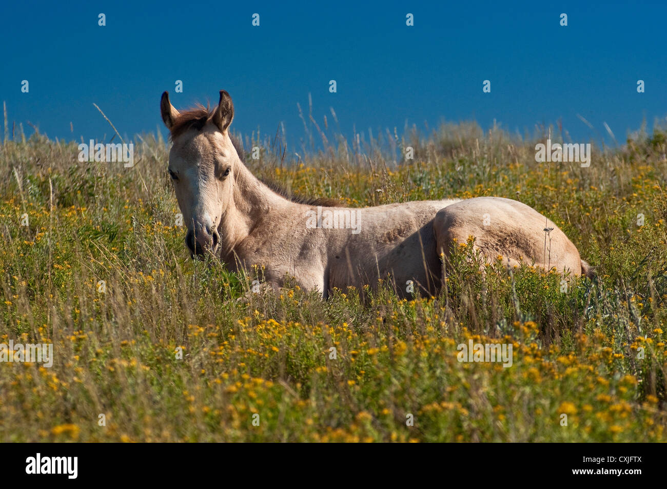 Colt lying on meadow near Skyline Drive at Wasatch Plateau, Utah, USA Stock Photo