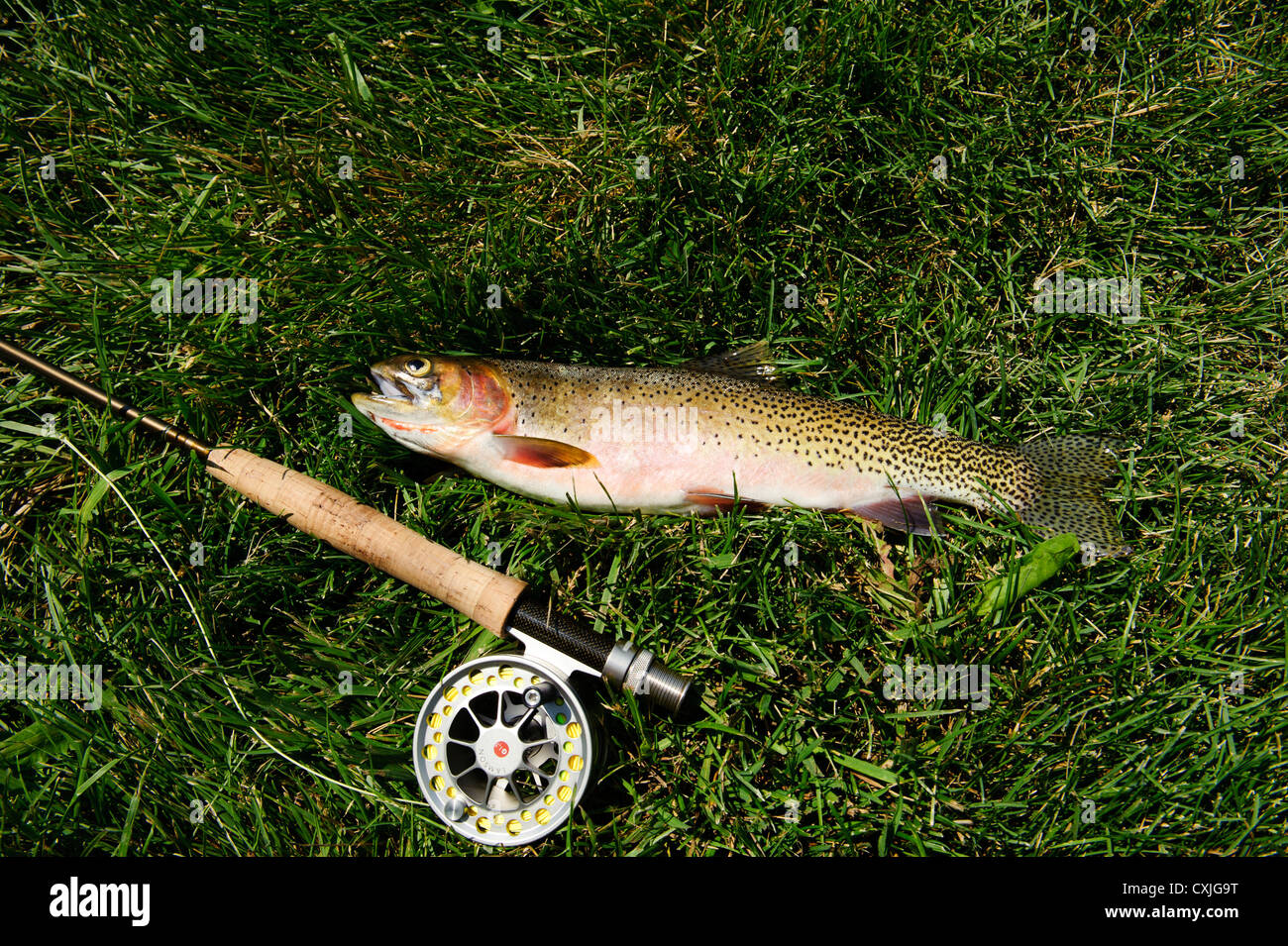 Cutthroat trout hires stock photography and images Alamy