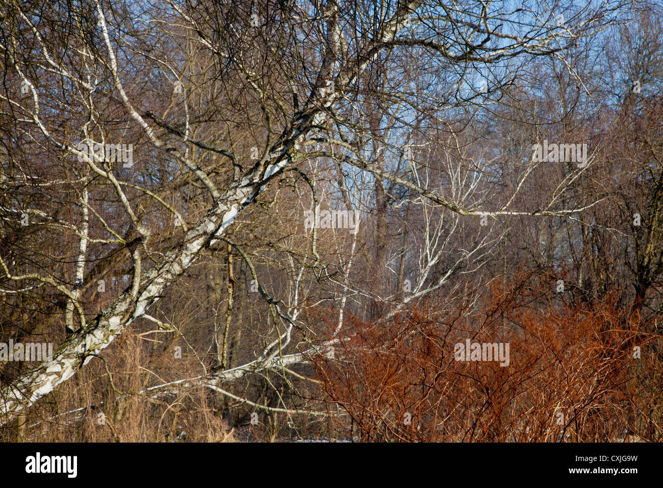 Tree, trees, birchwood birch woods in Kampinos, Kampinoski National