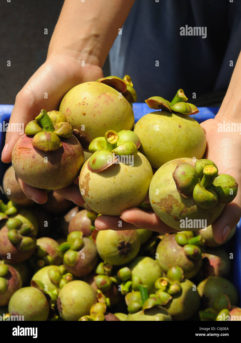 Organic green mangosteen in her hand beautiful and delicious Stock