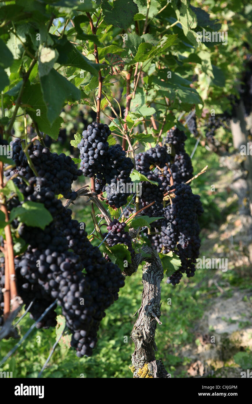 wein ernte weinfeld traubenlese natur vintage wine grape harvest field nature ackerbau full landschaft natur niemand outdoors Stock Photo