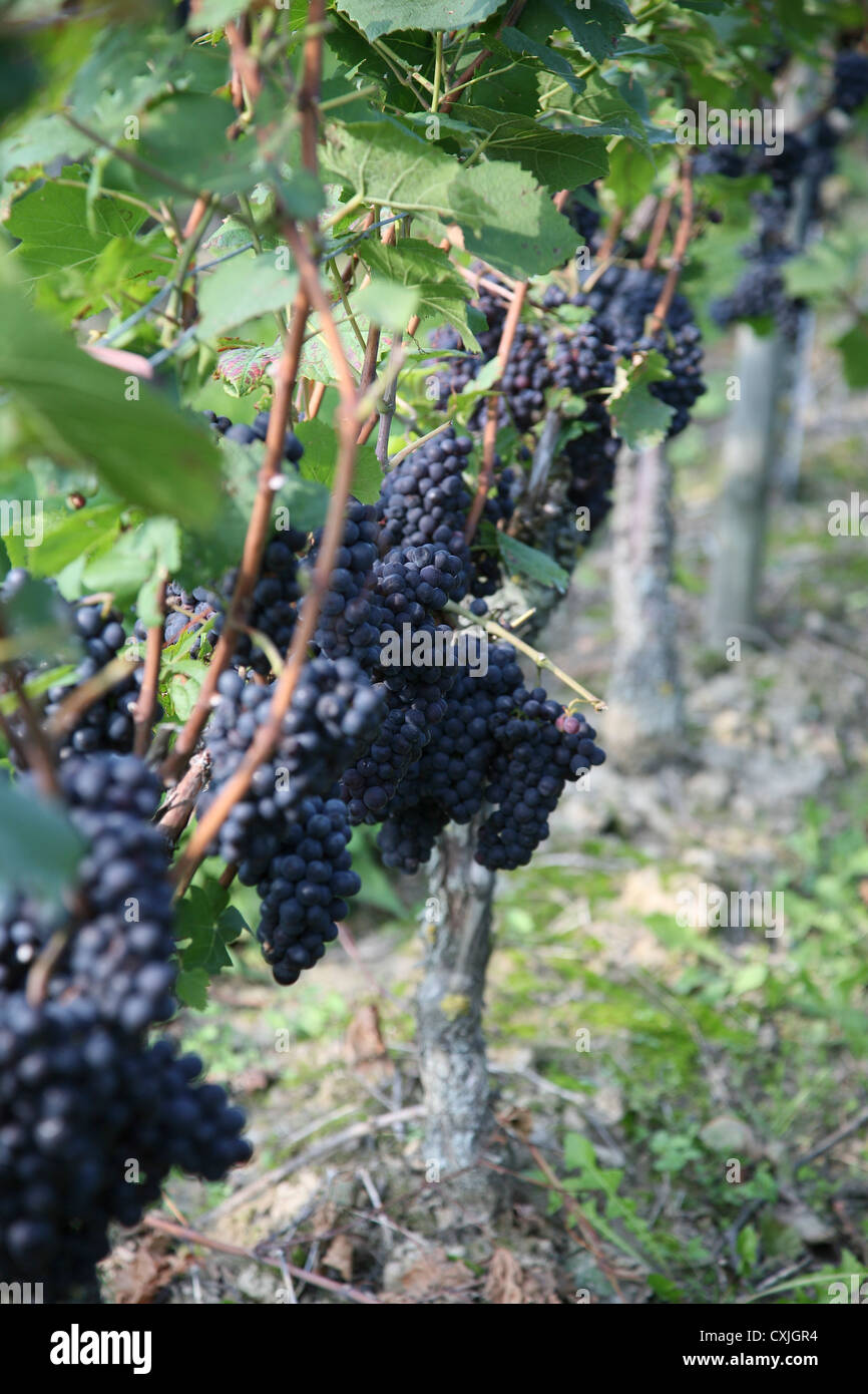 wein ernte weinfeld traubenlese natur vintage wine grape harvest field nature ackerbau full landschaft natur niemand outdoors Stock Photo