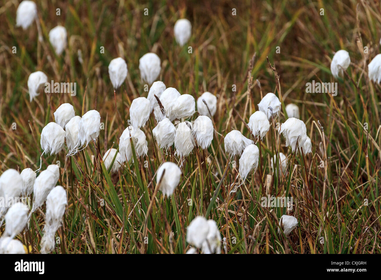 Arctic cotton in tundra grass hires stock photography and images Alamy