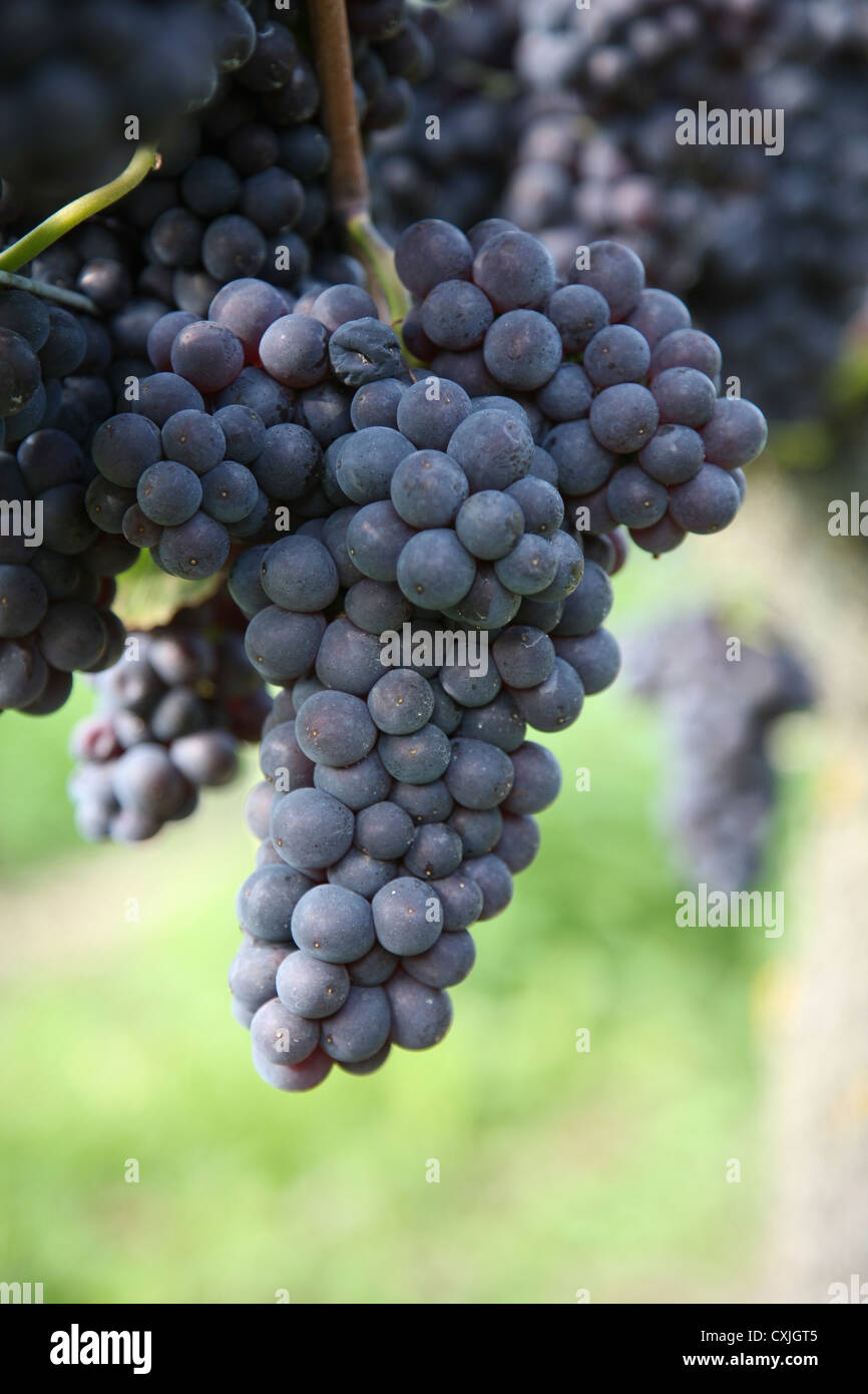wein ernte weinfeld traubenlese natur vintage wine grape harvest field ...