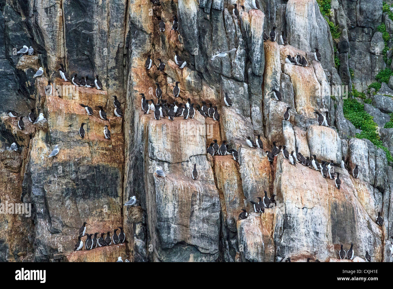 Thick billed murres nesting in summer on thin shelves of rock, Coburg Island, NW Passage, Nunavut, arctic Canada Stock Photo