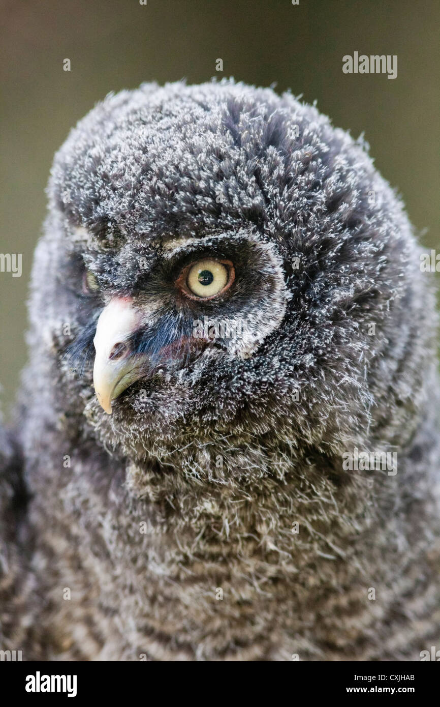 Great Grey Owl chick Stock Photo