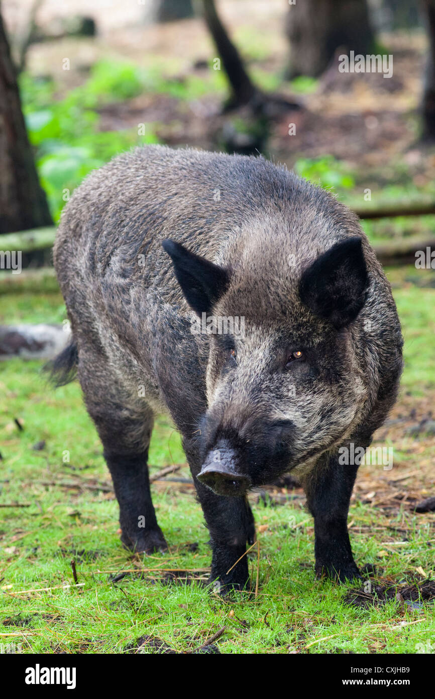 Wild boar hi-res stock photography and images - Alamy