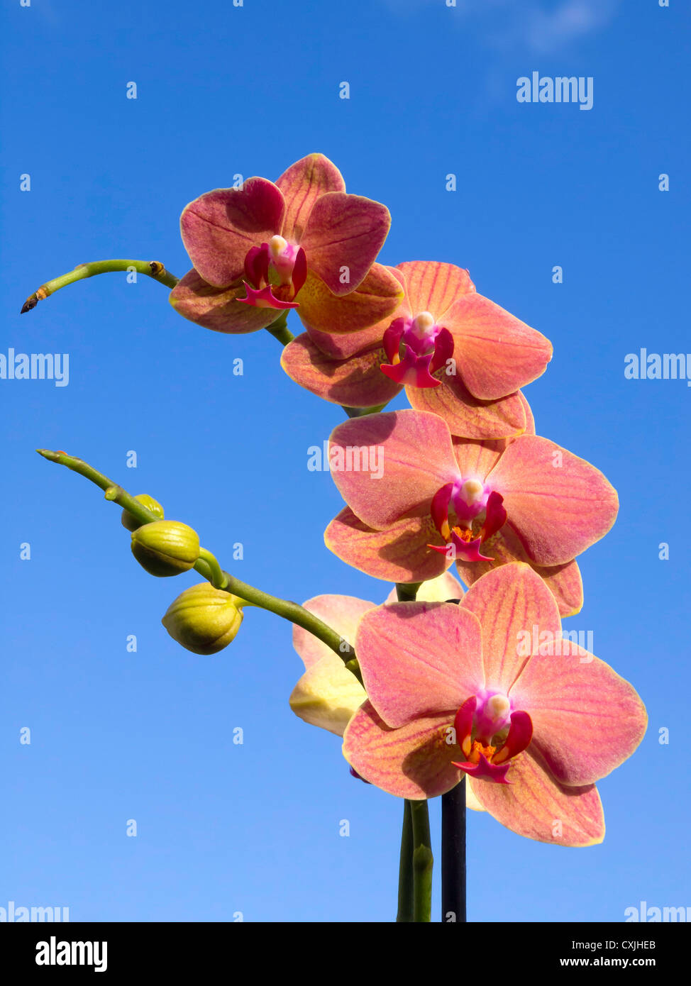 A Hybrid Phalaenopsis Moth Orchid Coloured Pink And Yellow Against A Stock Photo Alamy