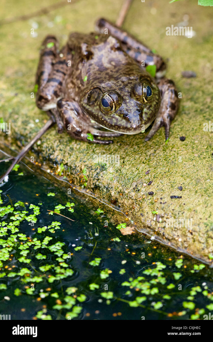 Marsh Frog (Rana ridibunda), UK Stock Photo