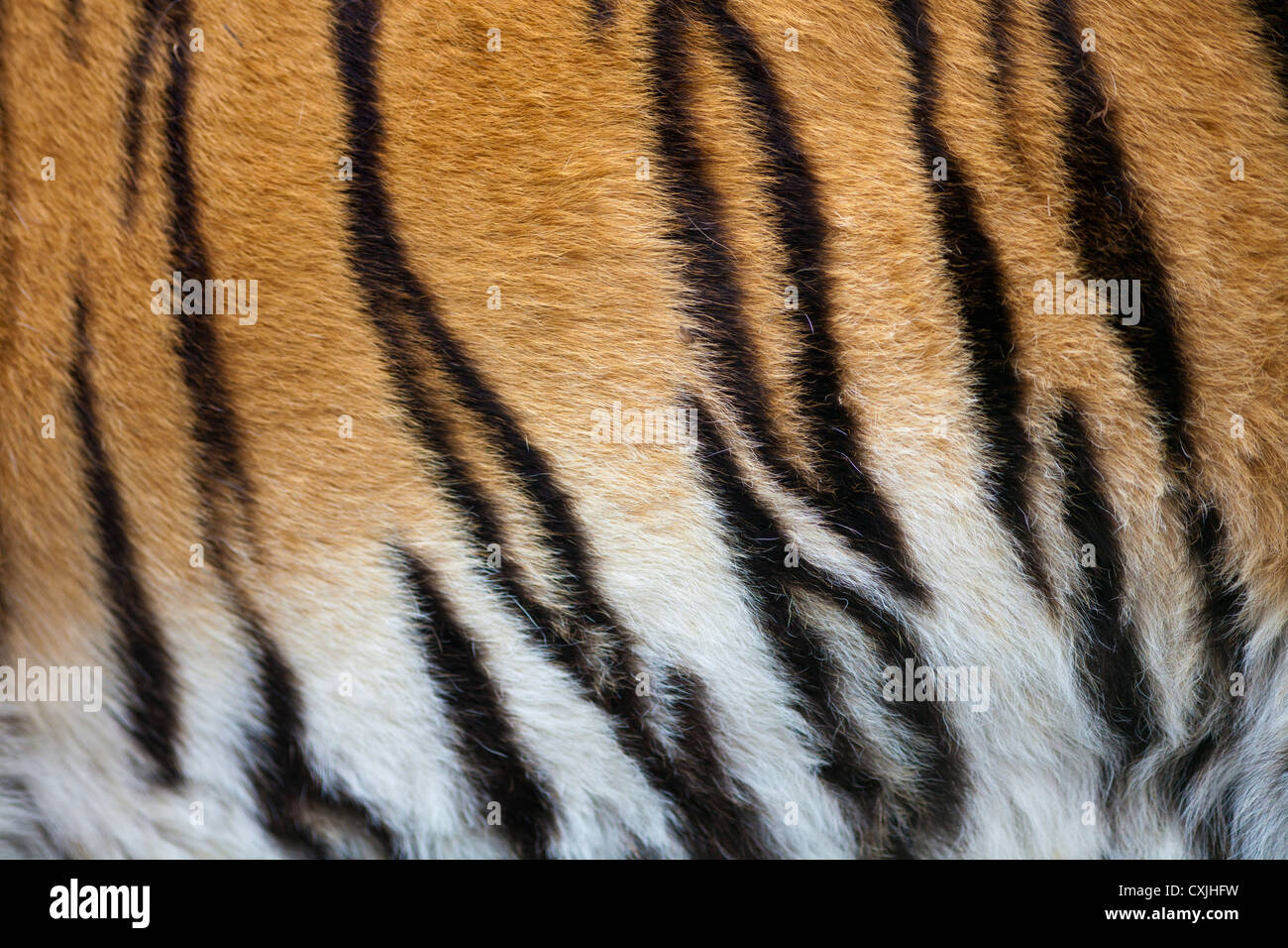 Tiger (Panthera tigris) coat Stock Photo