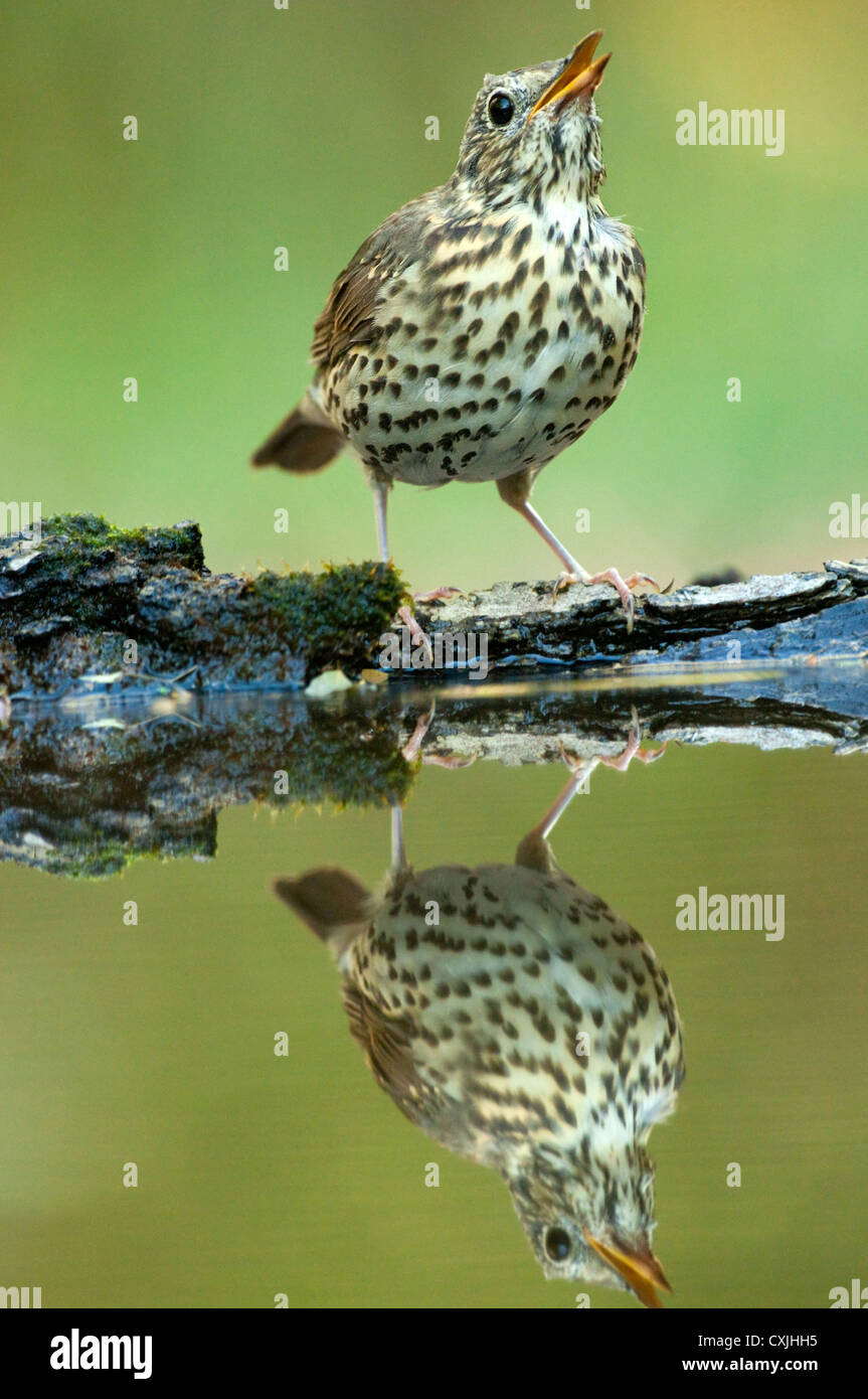 Song Thrush drinking Stock Photo Alamy