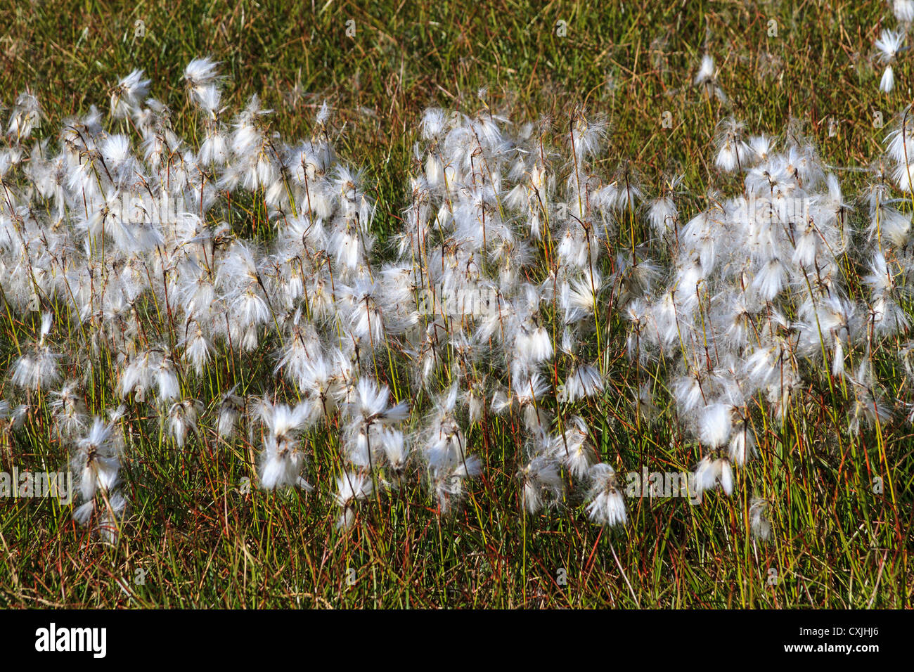 Arctic cotton in tundra grass at Ilulissat on the west Greenland coast