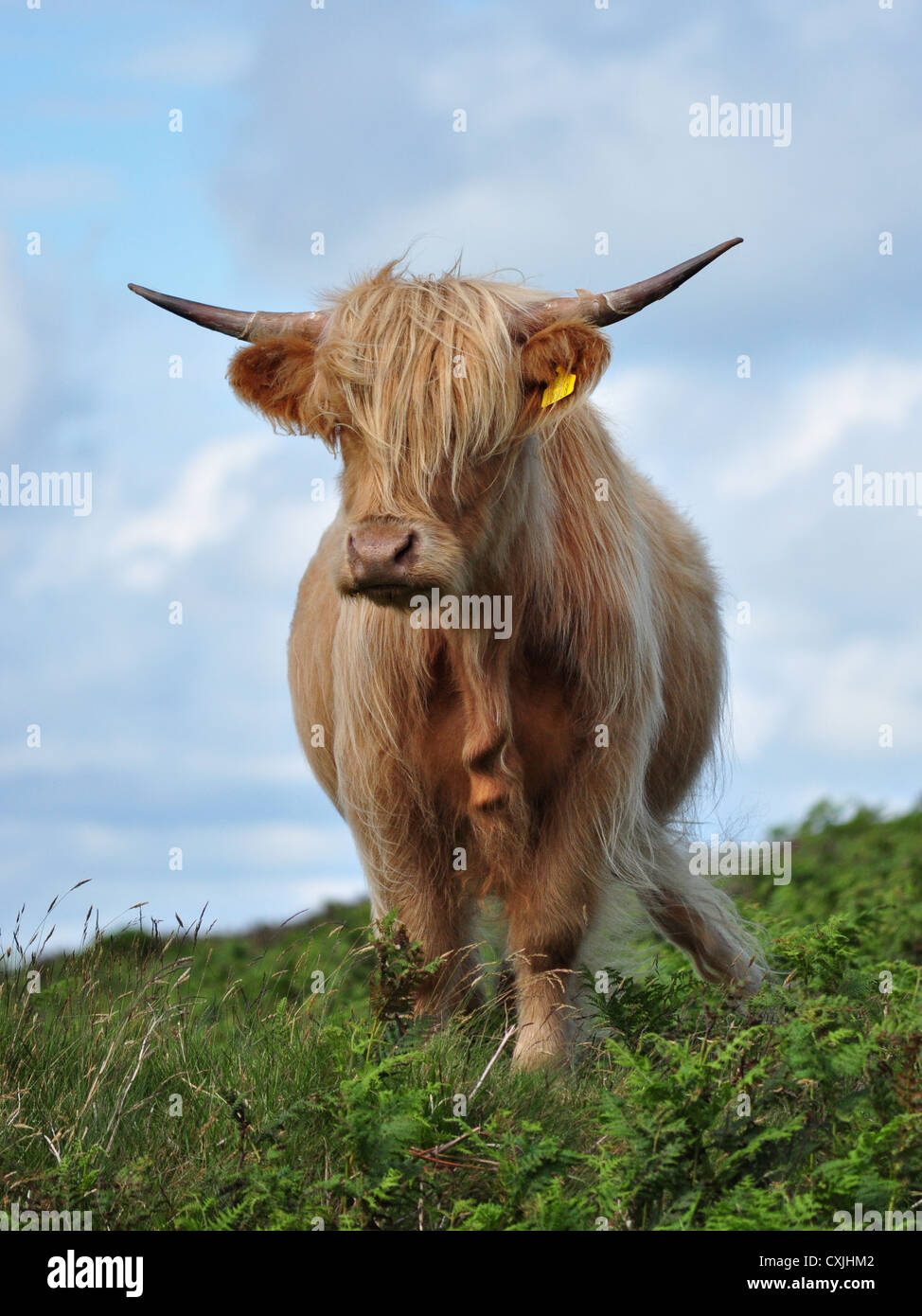 Scottish highland cattle standing Stock Photo