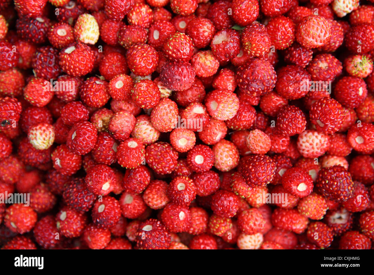 wild strawberries Stock Photo