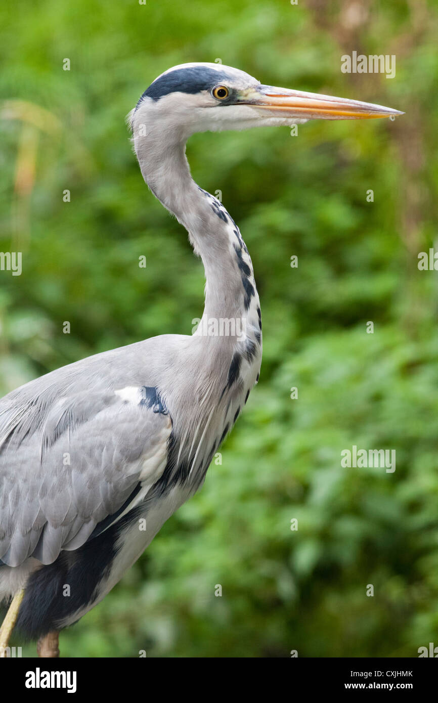 Grey Heron Stock Photo