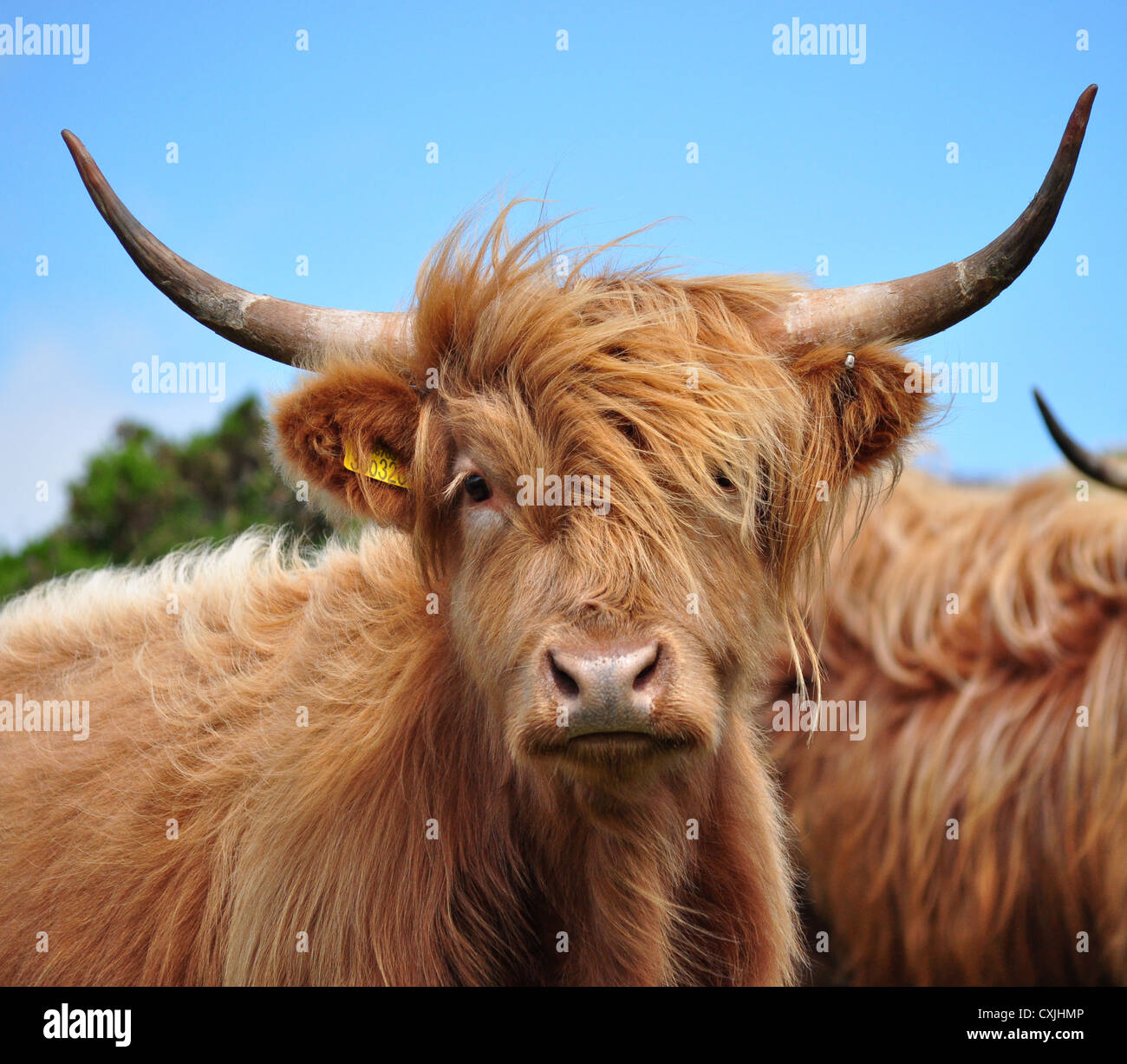 Scottish highland cattle head and horn Stock Photo
