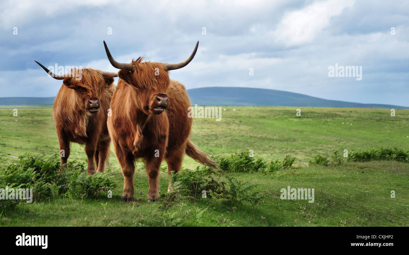 scottish highland cattle standing, scottish highland cattle herds, scottish highland cattle fold Stock Photo