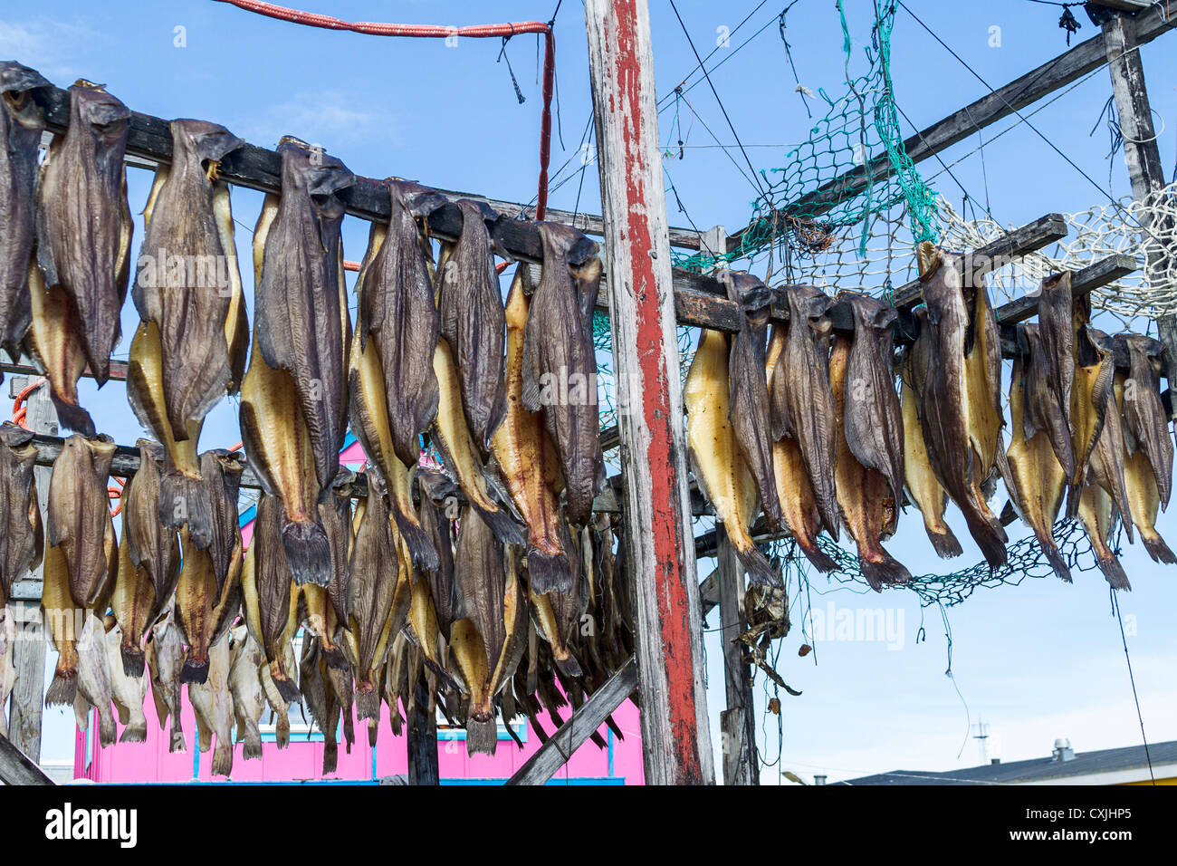 Turbot, also called Greenland halibut, dry on a rack outside one of