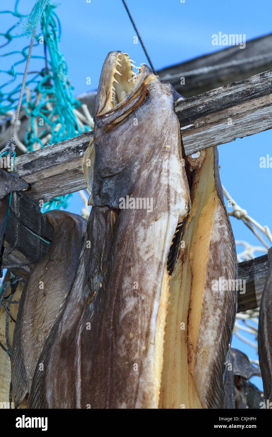 Turbot, also called Greenland halibut, dry on a rack outside one of Ilulissat's colorfully painted houses. Stock Photo