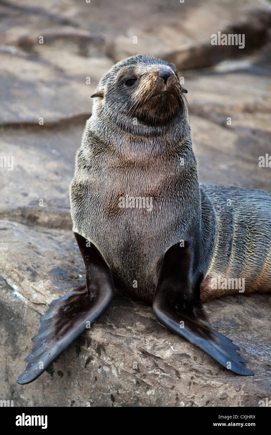 South american seal (Arctocephalus australis) on rock Stock Photo