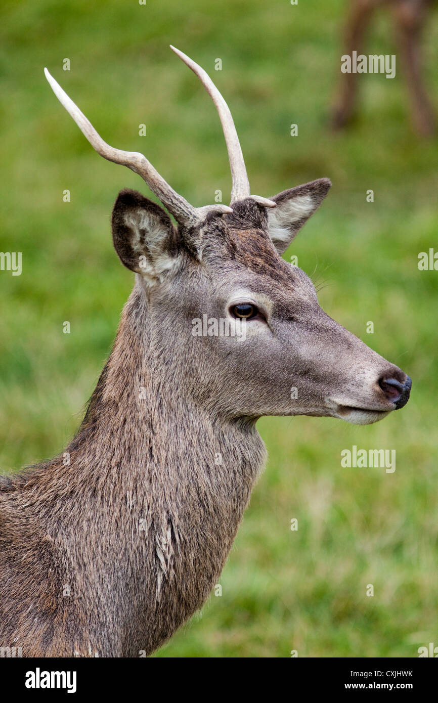Red deer (Cervus elaphus) young stag, UK Stock Photo - Alamy