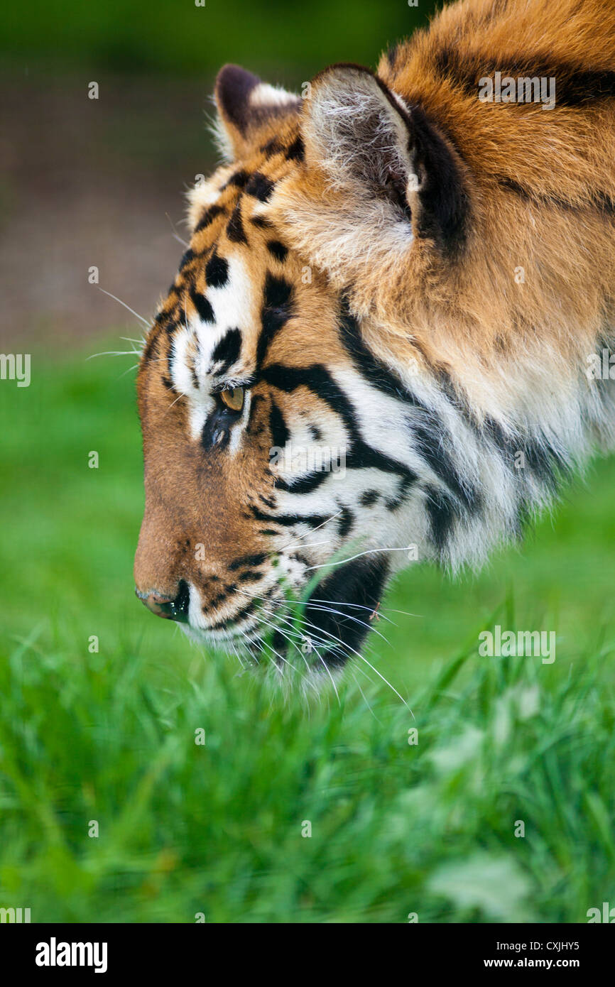 Tiger (Panthera tigris) stalking Stock Photo