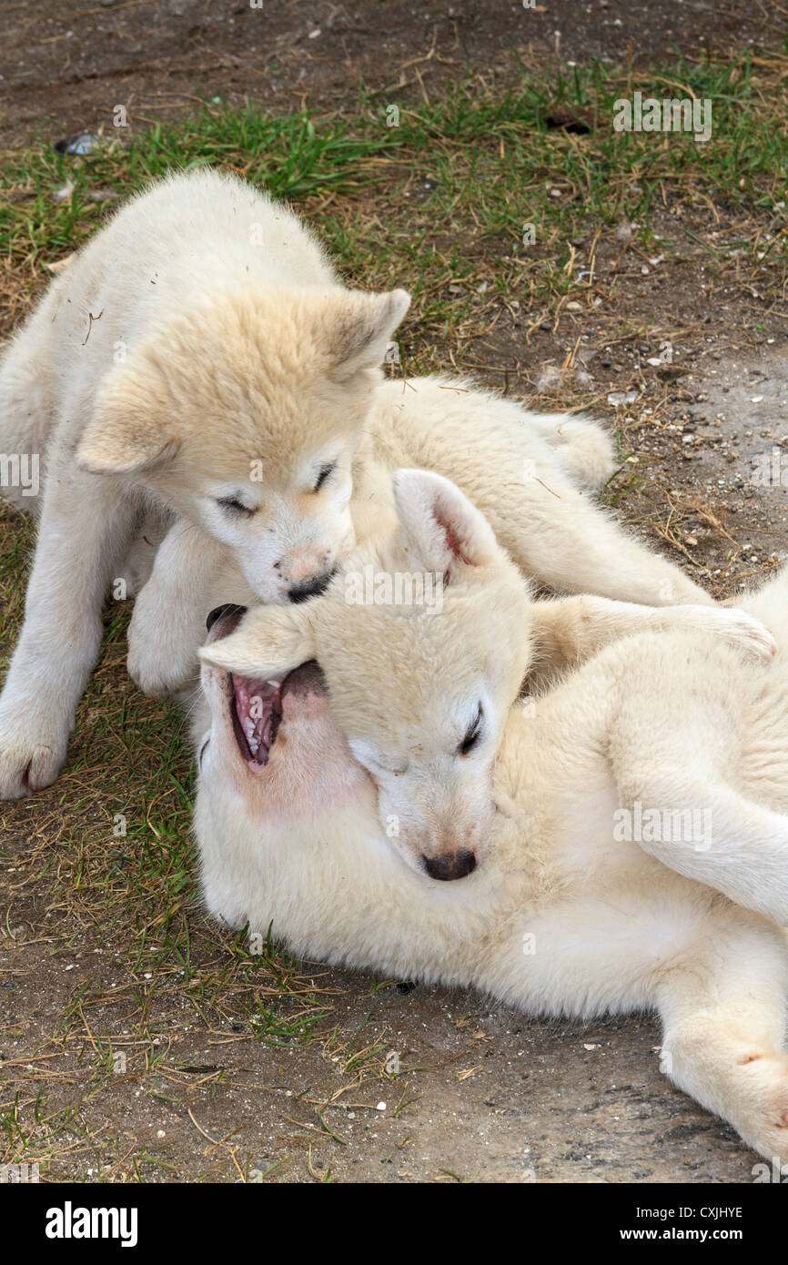 Sled dog puppies playing in the village of Itilleq on the southwest coast of Greenland. Late summer Stock Photo
