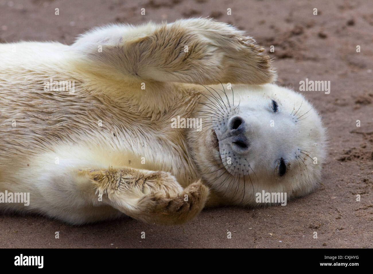 Grey Seal (Halichoerus grypus) pup playing, Donna Nook, UK Stock Photo