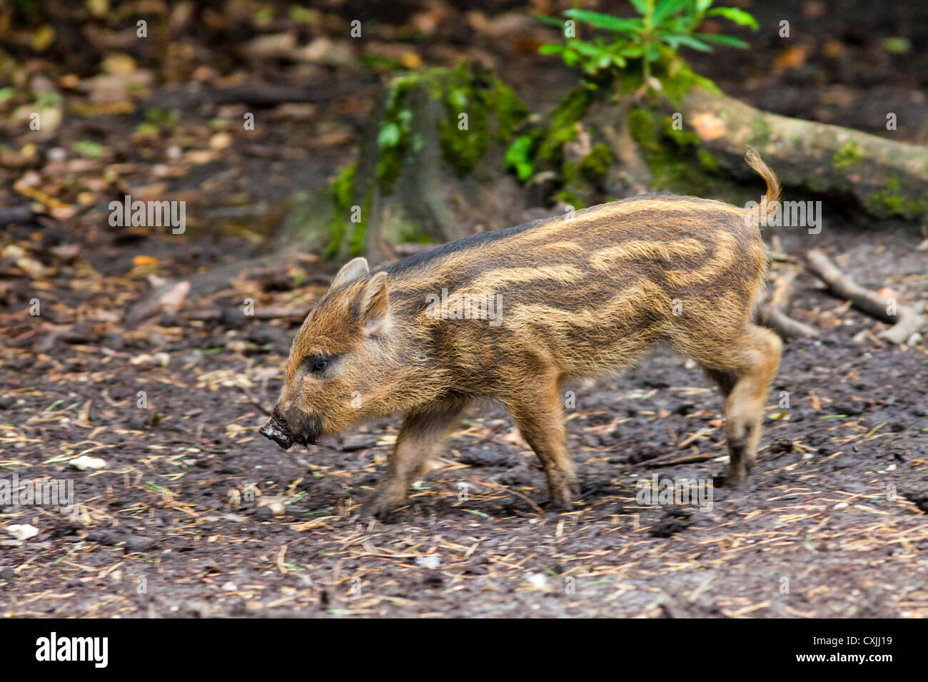 Wild Boar piglet (Sus scrofa) feeding Stock Photo