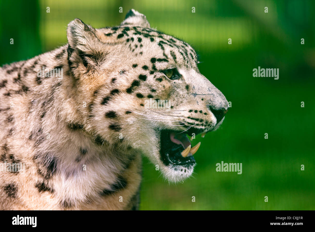 Snow leopard (Uncia uncia) bares teeth Stock Photo
