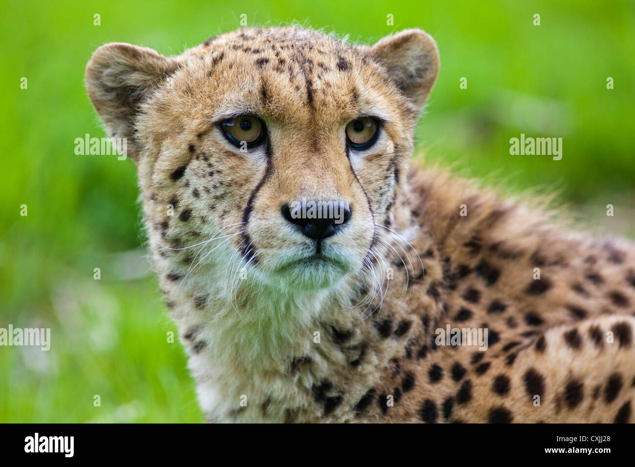 Cheetah (Acinonyx jubatus) Stock Photo