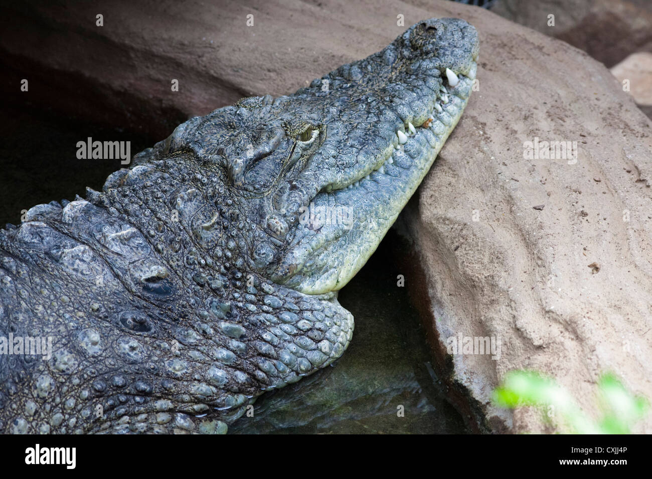 Nile Crocodile (Crocodylus niloticus) resting on shoreline Stock Photo