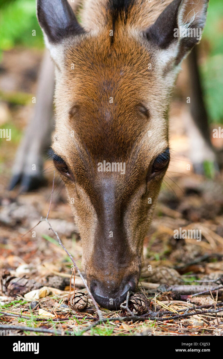 Sika deer (Cervus nippon) feeding Stock Photo