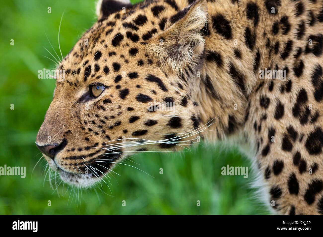 Amur leopard (Panthera pardus) Stock Photo