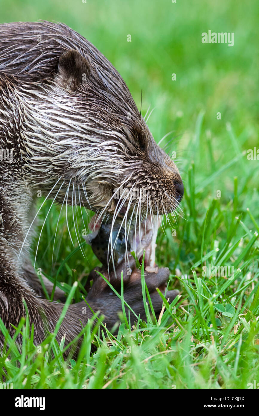 Eurasian Otter (Lutra lutra) feeding on fish, UK Stock Photo