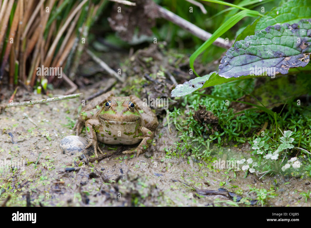 Marsh Frog (Pelophylax ridibunda), UK Stock Photo