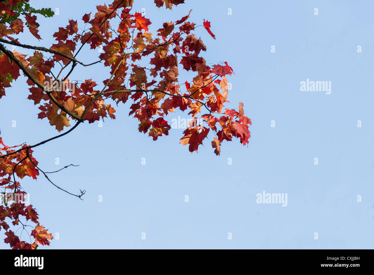 autumn maple branch against light blue sky Stock Photo - Alamy