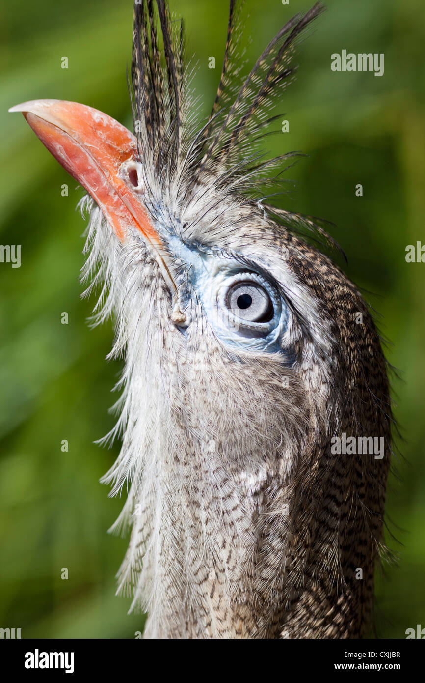 Red-legged Seriema bird Stock Photo
