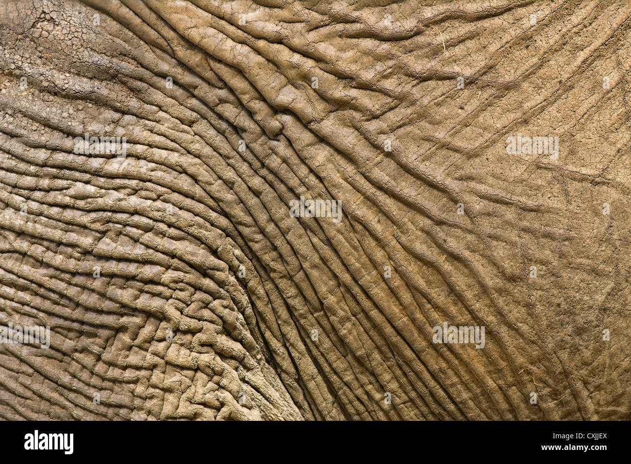 Elephant hide skin close up - natural abstract texture Stock Photo