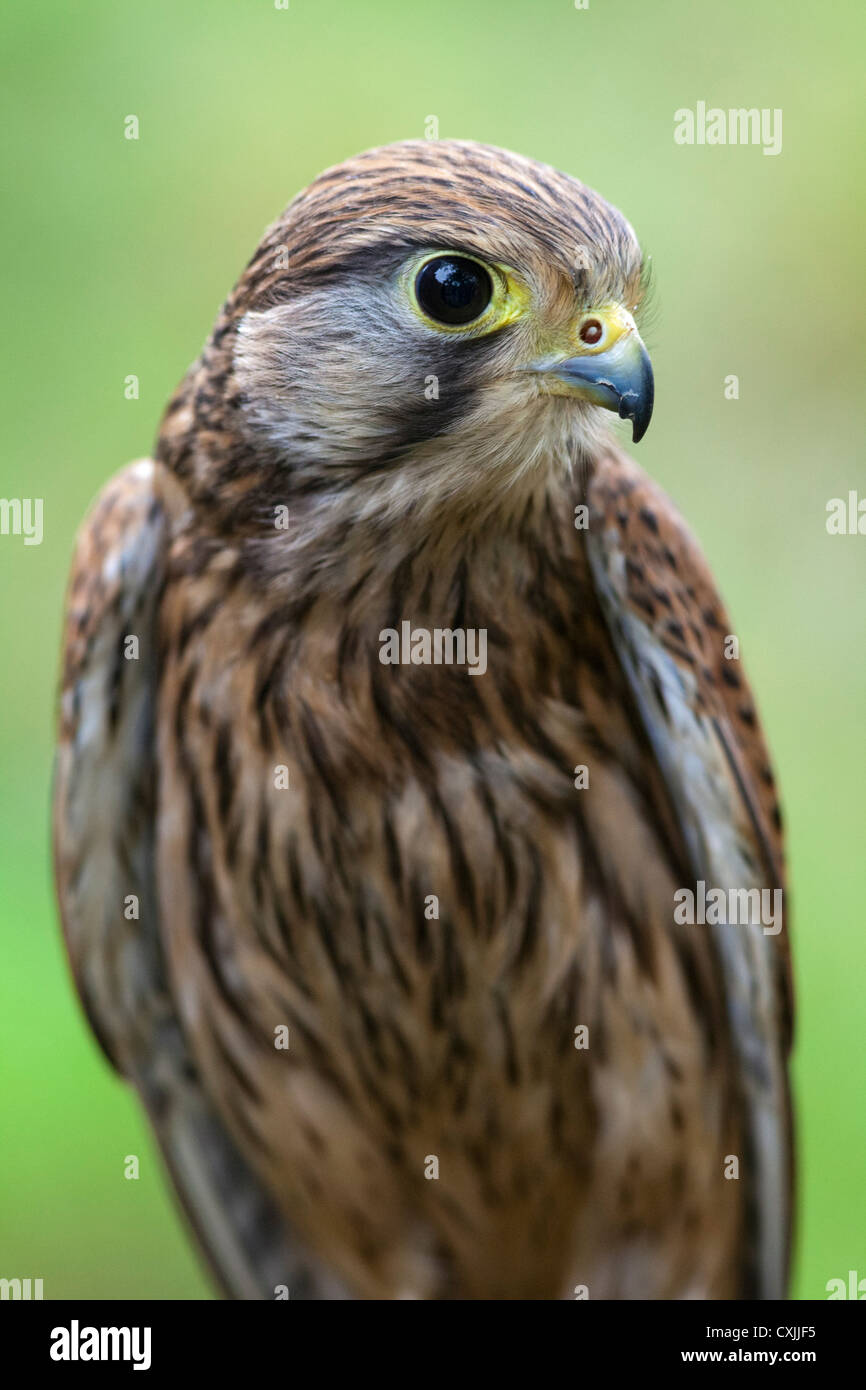 Common kestrel (Falco tinnunculus) portrait, UK Stock Photo