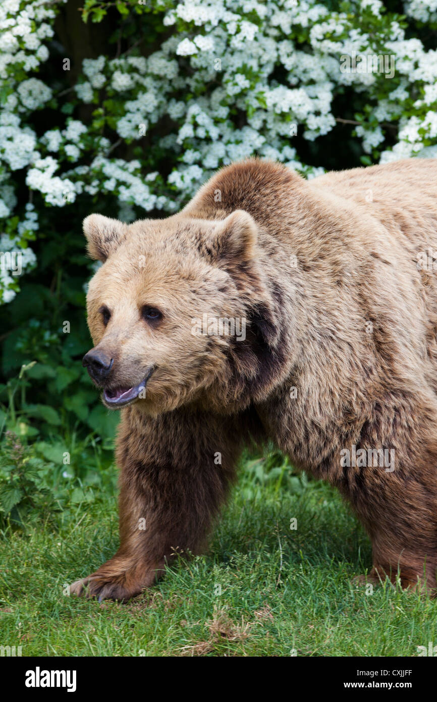 Brown Bear - Ursus arctos Stock Photo - Alamy