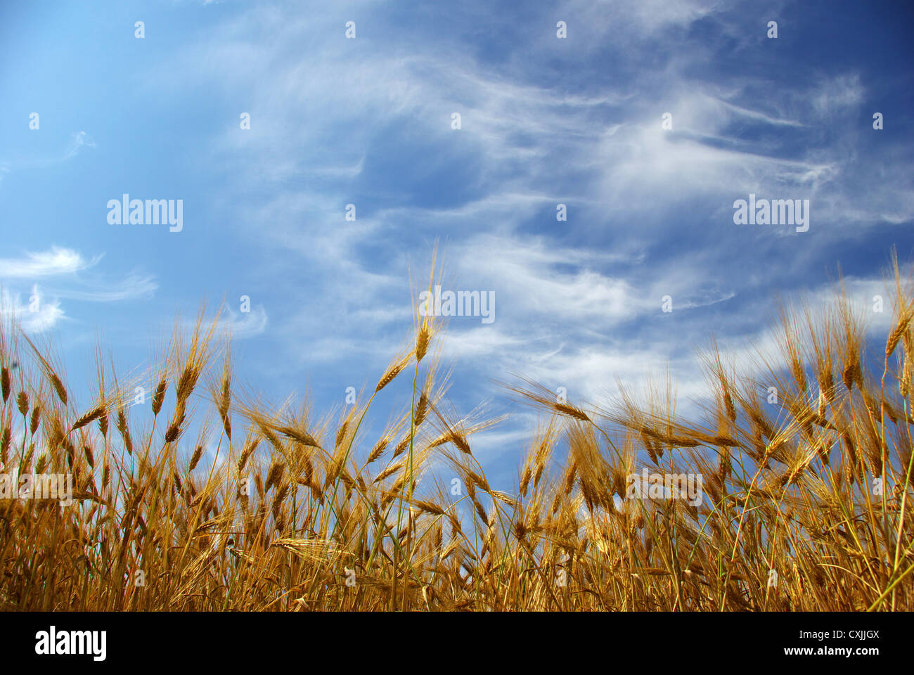 Wheat ears against the blue sky Stock Photo - Alamy