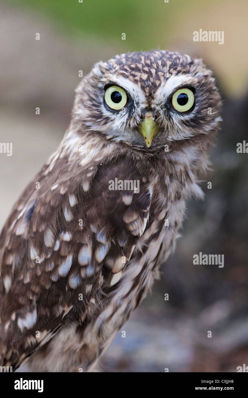 Little Owl (Athene noctua) portrait, UK Stock Photo