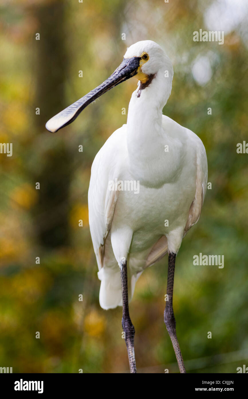 Eurasian Spoonbill, (Platalea leucorodia) Stock Photo